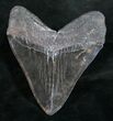 Very Wide Megalodon Tooth #9414-2